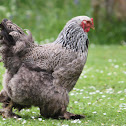 Buff Cochins