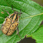 Fruit Beetle