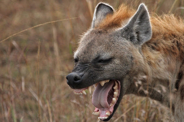 Spotted Hyena | Project Noah