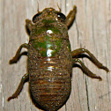Cicada