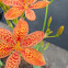 Blackberry Lily 