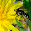 Hoverfly