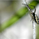 Black-and-Yellow Garden Spider