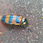 Jewel beetle