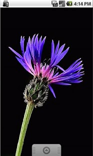 How to download Blue Flower Live Wallpaper lastet apk for bluestacks