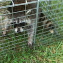Raccoon