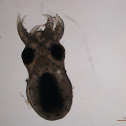 Polvo de rocha (gl), common octopus (uk)