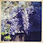 Wisteria