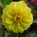 Dahlia
