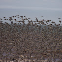 Sandpiper