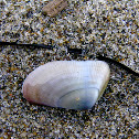 Donax sp.