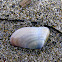 Donax sp.