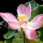 pink lotus