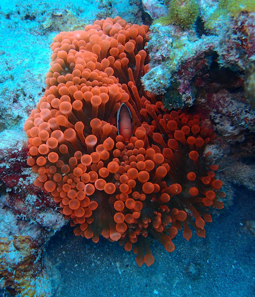 Bubble-tip anemone | Project Noah