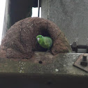 Blue-winged Parrotlet