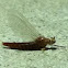Mayfly