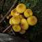 Armillaria luteobubalina