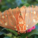 Royal Walnut Moth