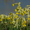 Cowslip - Tavaszi kankalin