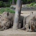 Rhinos