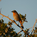 Cape Robin-Chat