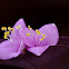 Purple Heart, Purple Queen, Wandering Jew 'Purple Heart'