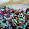 Amaranth