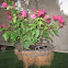 bougainvillea
