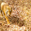 Bengal Tiger