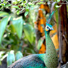 Peacock