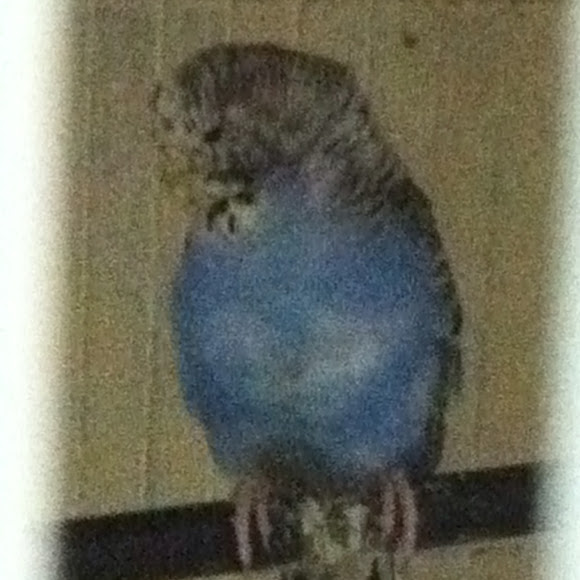 Spotting Image 1