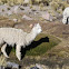 Alpaca