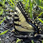 Eastern Tiger Swallowtail