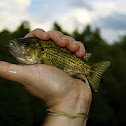 Rock Bass