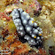 Lumpy Nudibranch