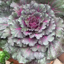 Ornamental Kale