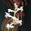 Jewel orchid