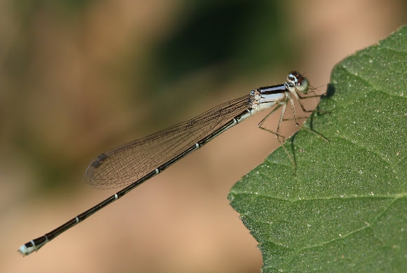 Spotting Image 1