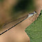Skimming Bluet