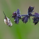 Bombylius major - Nagy pöszörlégy