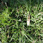 lawn grass