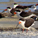 Black Skimmers