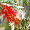 Crimson Bottlebrush and Veined White Butterfly