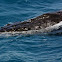 Humpback Whale