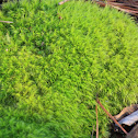 Moss