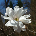 star magnolia