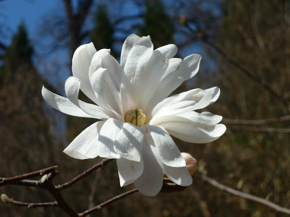 Spotting Image 1