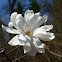 star magnolia