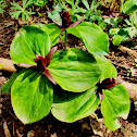 Prairie Trillium