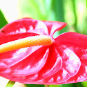 Flamingo Flower